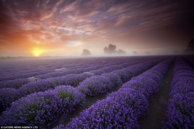 somerset-lavender-field-london